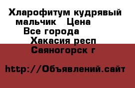 Хларофитум кудрявый мальчик › Цена ­ 30 - Все города  »    . Хакасия респ.,Саяногорск г.